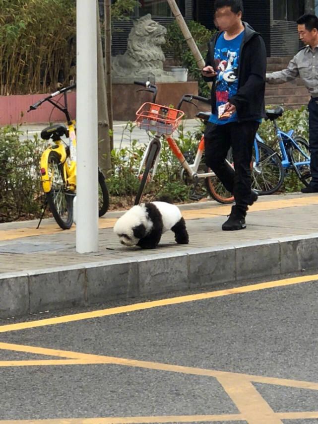 dnf熊猫宠物,梦幻西游熊猫有必要进入生育期吗