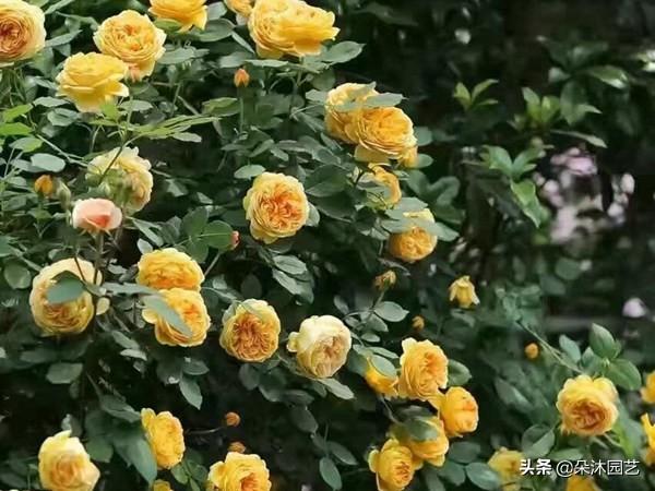 黄金温彻斯特（穿越火线平民神器有哪些）